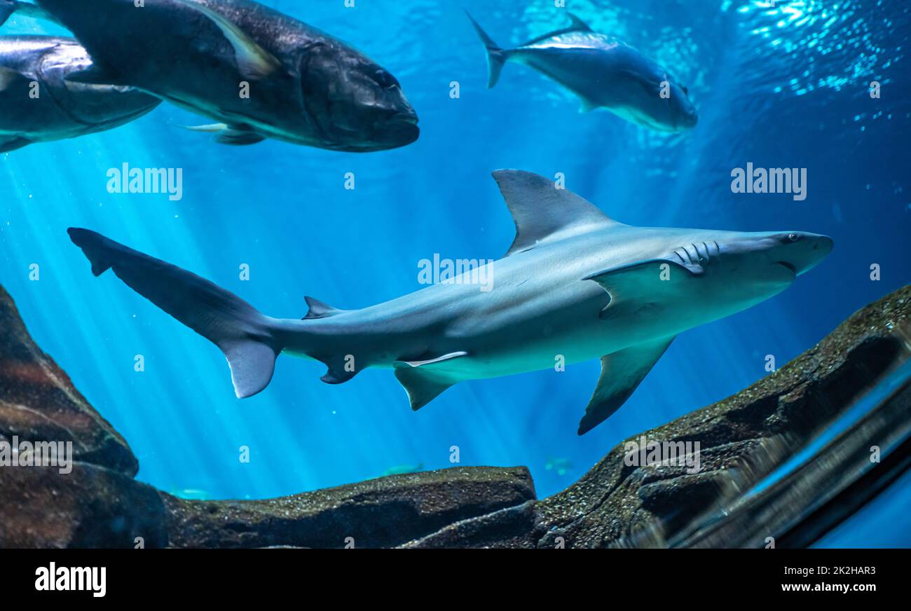 Georgia Aquarium Fensteransicht eines Sandbienhais (Carcharhinas plumbeus) in der Ausstellung Ocean Voyager im Georgia Aquarium in der Innenstadt von Atlanta. Stockfoto