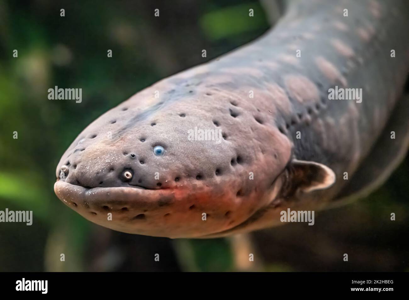 Elektrischer Aal (Elektrophorus electricus) im Georgia Aquarium in der Innenstadt von Atlanta, Georgia. (USA) Stockfoto