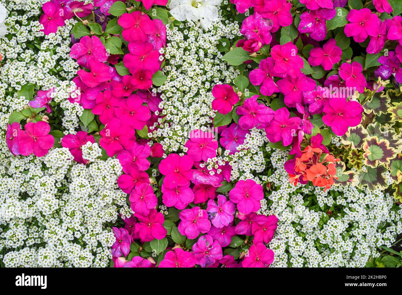 Blühendes Blumenbeet als dekoratives Element des Parks Stockfoto