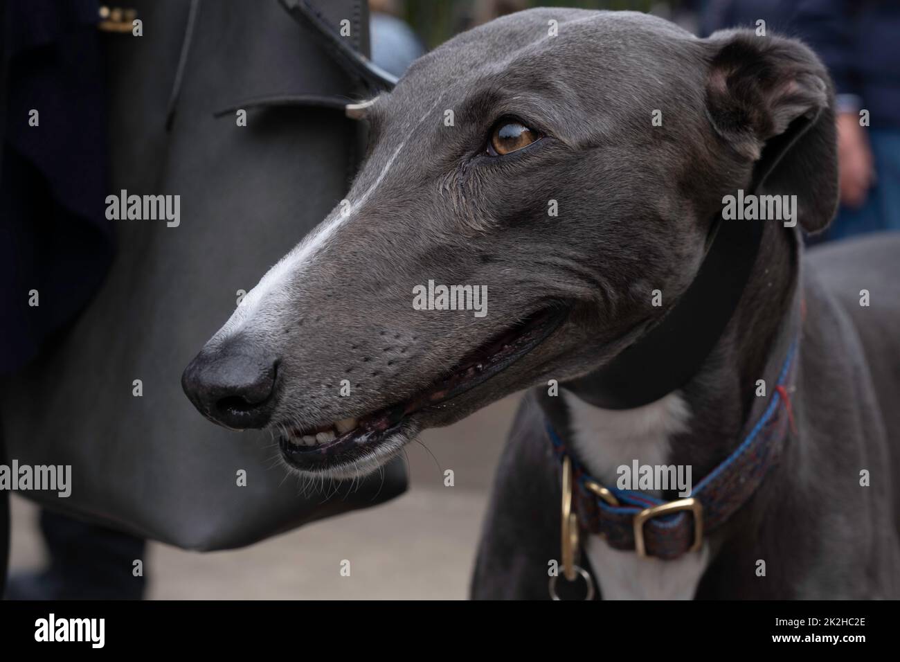 Nahaufnahme des Kopfes eines Greyhounds. Das Tier geht an der Leine neben dem Besitzer und schaut nach vorne. Konzentrieren Sie sich auf die Augenpartie Stockfoto