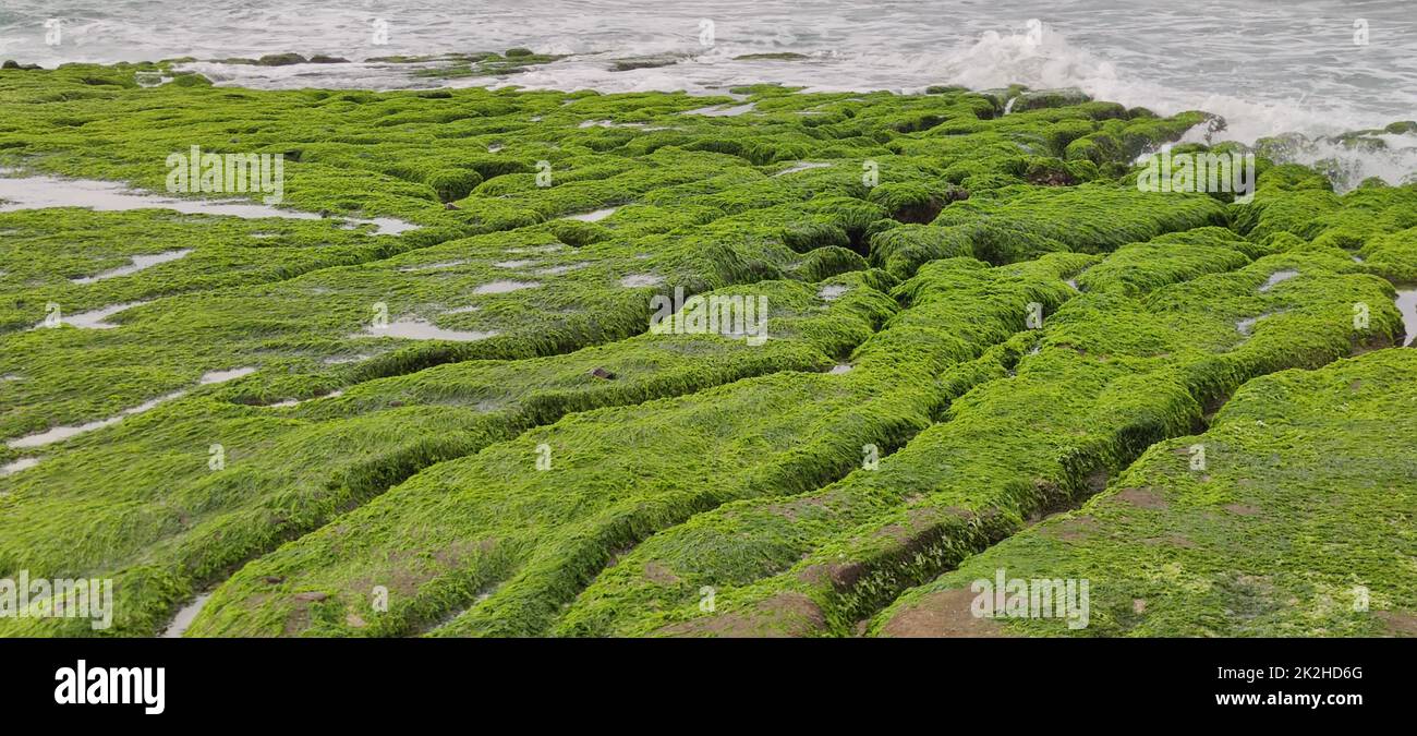Der Laomei Green Stone Trough befindet sich im Shimen District an der Nordküste, jedes Jahr im April und Mai. Da der Nordostmonsun langsam schwächer wird, ist der lokale Steintrog unter wissenschaftlicher Bezeichnung: Gezeitengraben und Seerosionsgraben sind mit einem großen grünen Seegras bedeckt Stockfoto