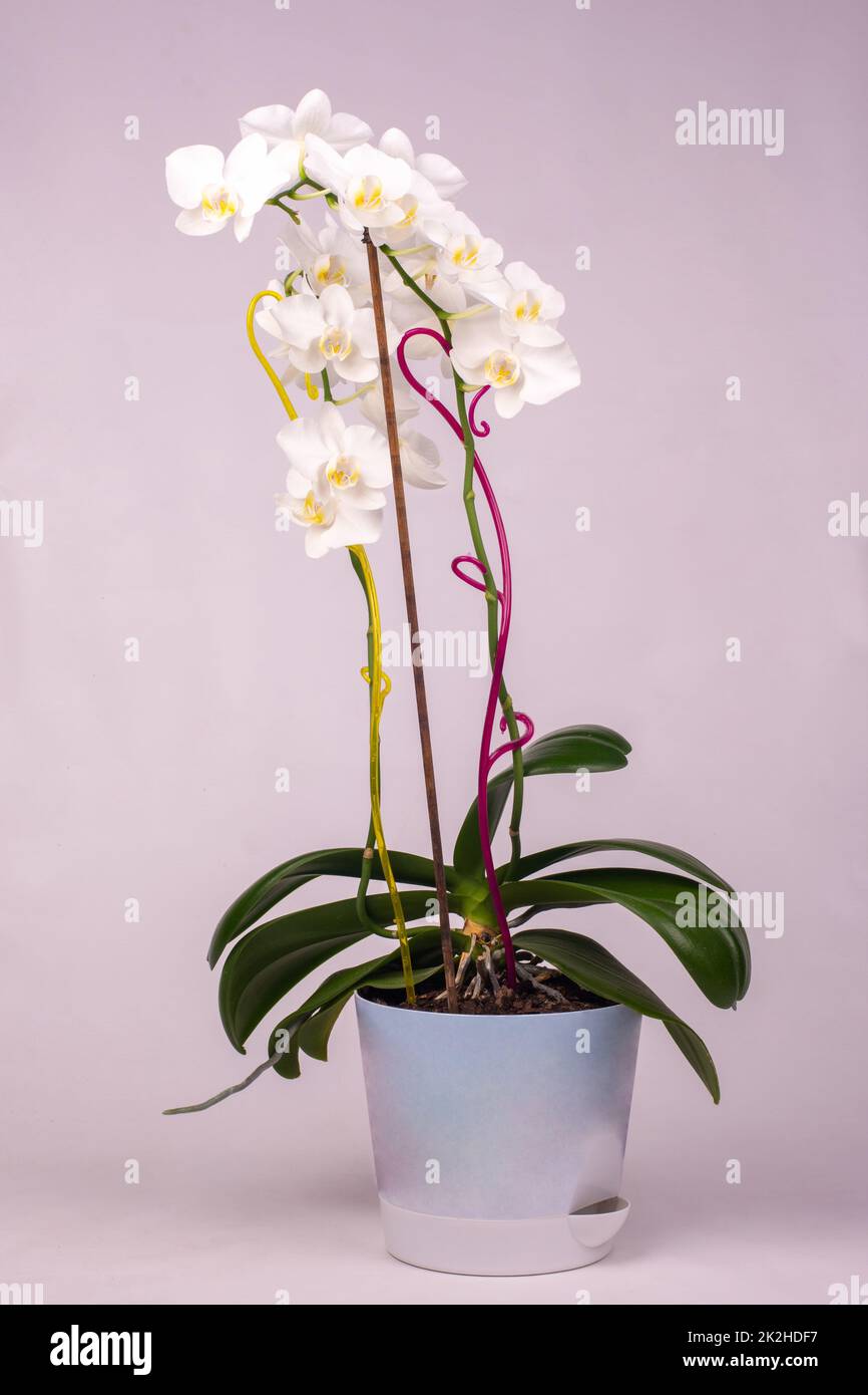 Orchideenblumen im Innenbereich in einem Topf, weißer Hintergrund Stockfoto
