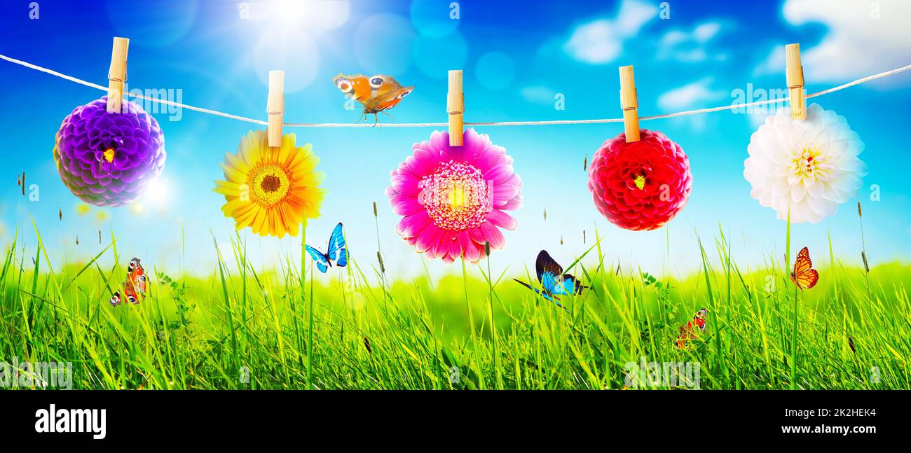 Frühling- und Sommerpanorama mit Gerbera-Blume. Stockfoto
