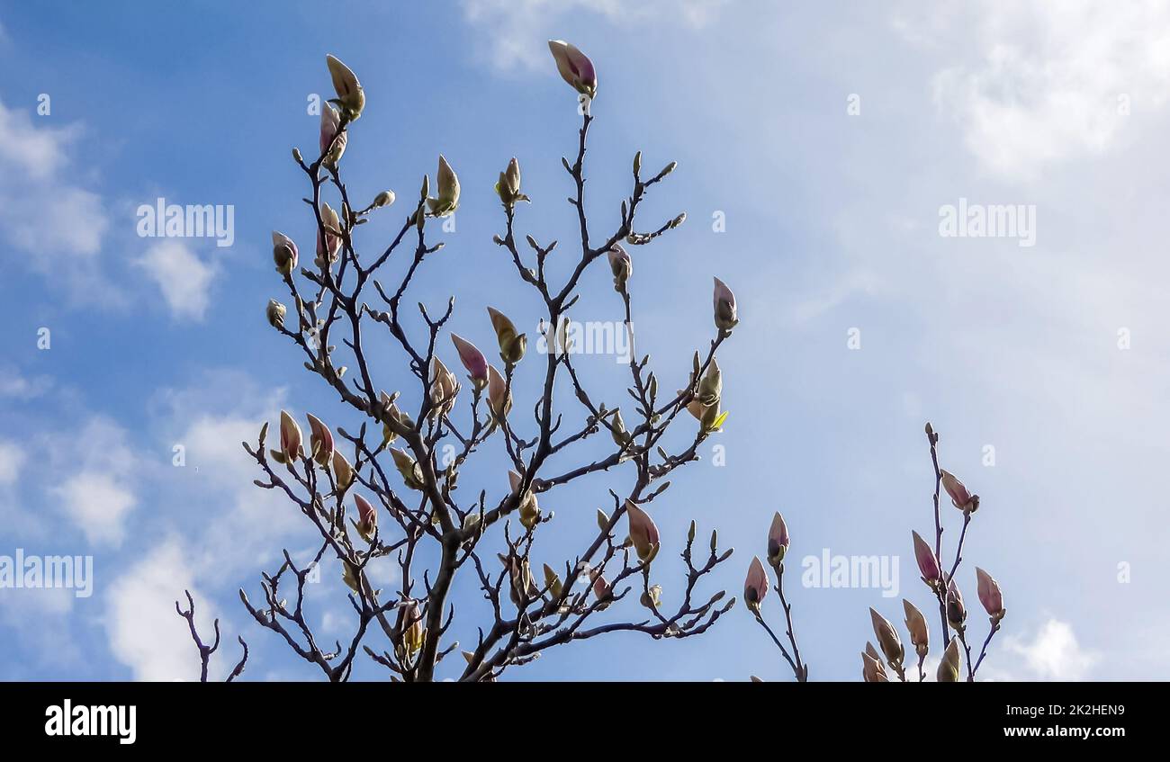 Magnolienbaum vor blauem Himmel - Zeitraffer mit hellen Wolken. Stockfoto