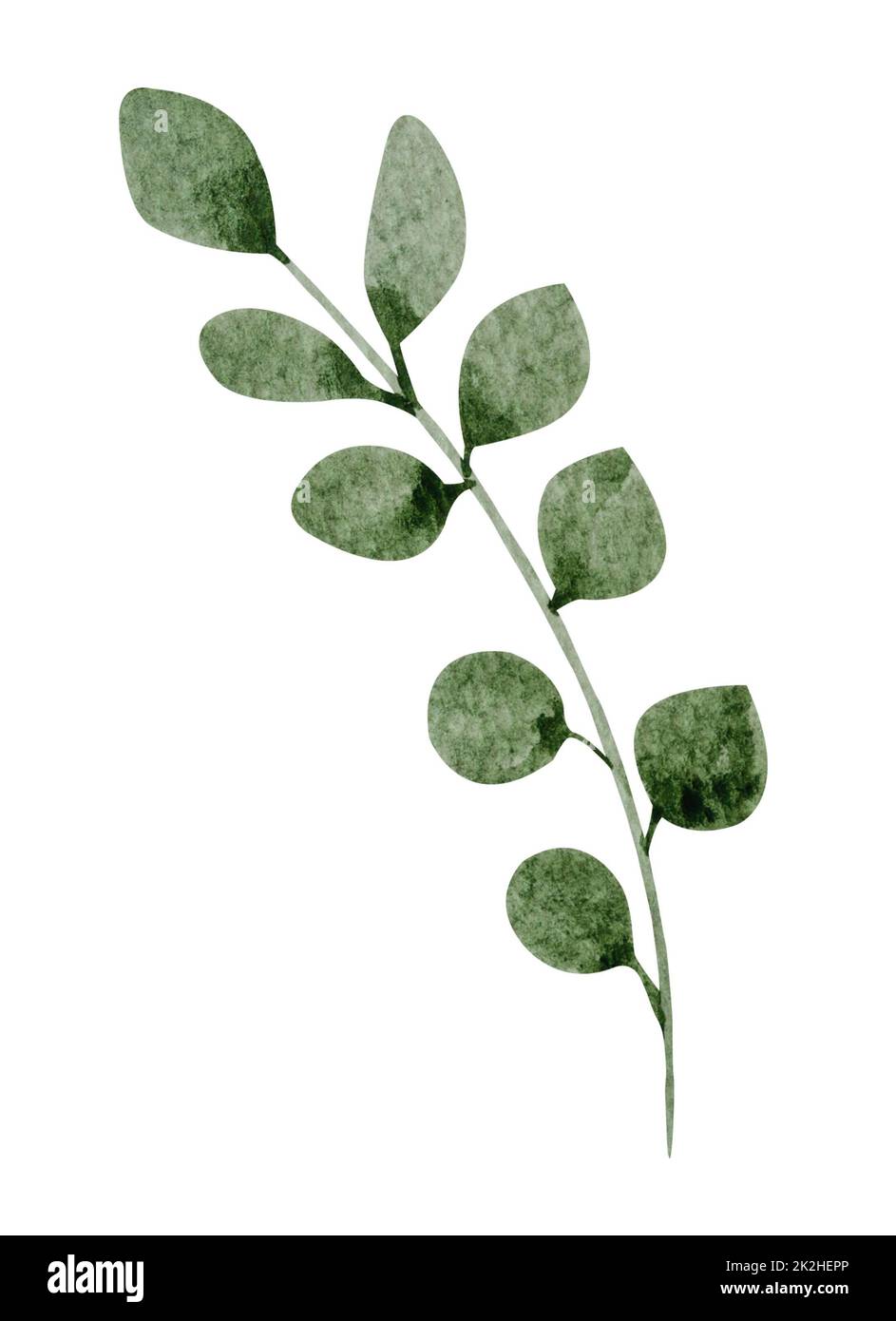 Grünes Blatt Aquarell auf weißem Hintergrund Stockfoto