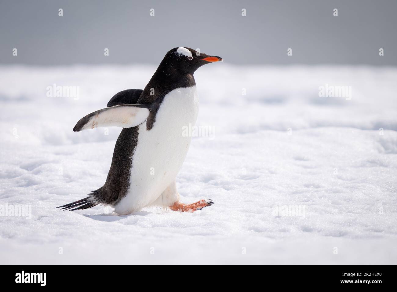 Gentoo Pinguin hält Flossen aus, die Schnee überqueren Stockfoto