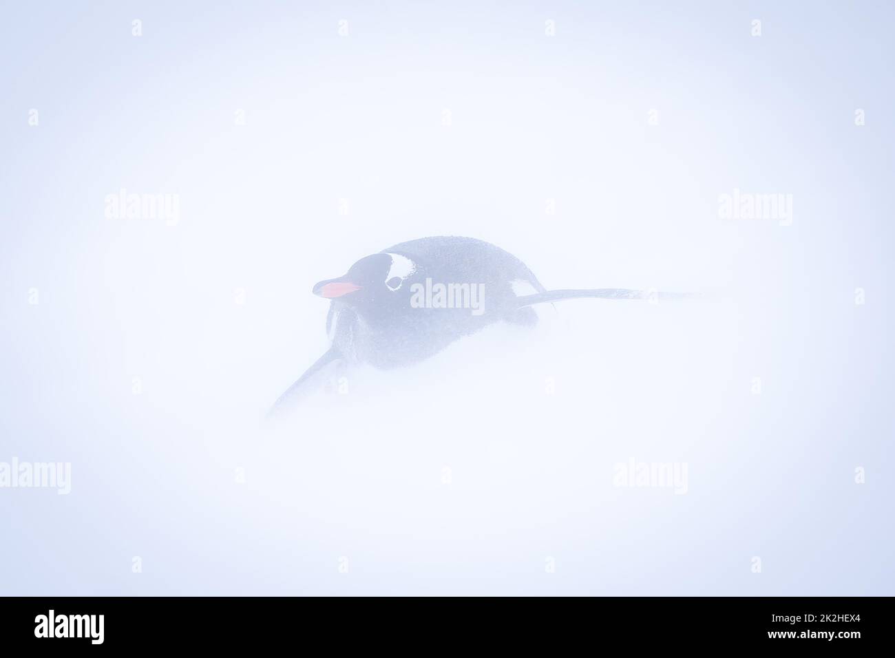 Gentoo-Pinguin steigt im Schneesturm an verschneiten Hängen hinab Stockfoto