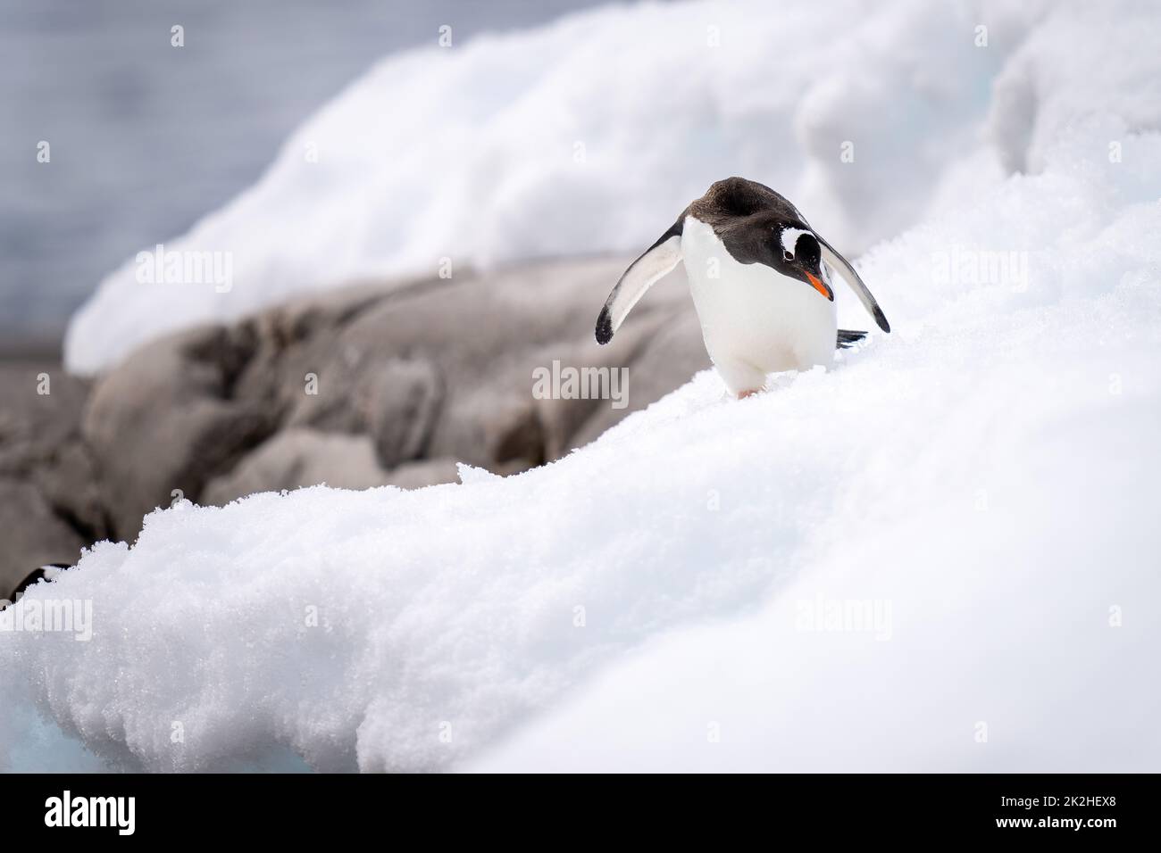 Der Pinguin von Gentoo steigt an der Küste an der Schneebank ab Stockfoto