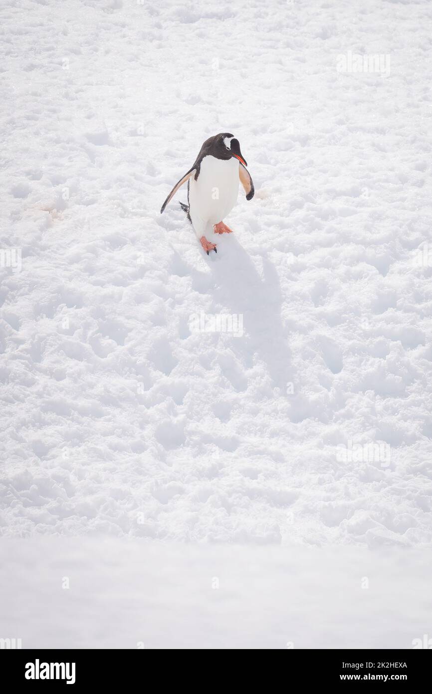 Der Pinguin von Gentoo steigt bei Sonnenschein in den schneebedeckten Hang hinab Stockfoto