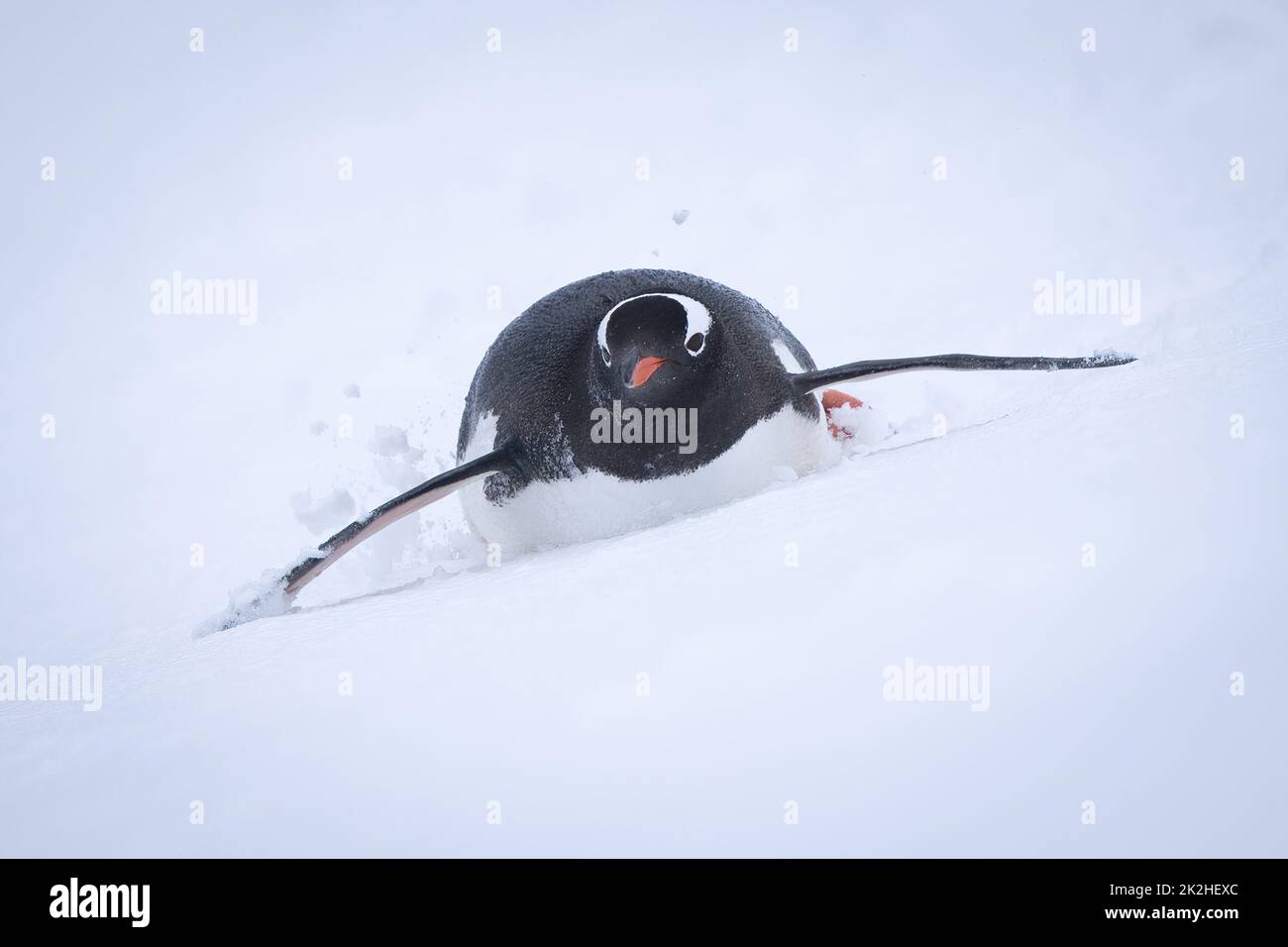 Gentoo-Pinguin steigt auf dem Bauch verschneite Hänge hinab Stockfoto