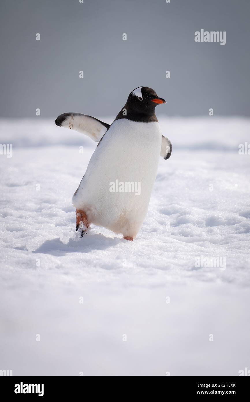 Gentoo-Pinguin lehnt sich über den Schnee watschelnd Stockfoto