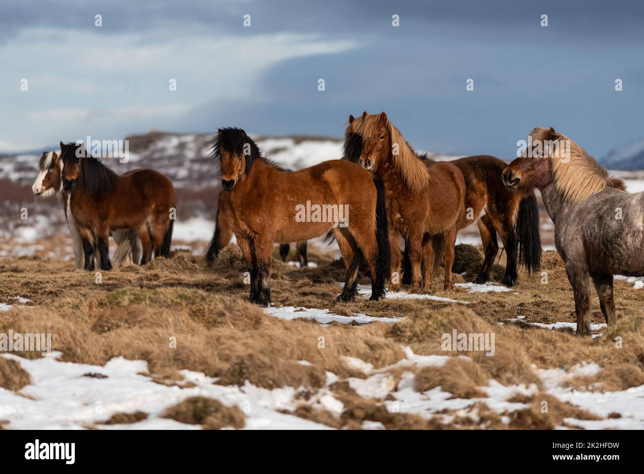 Islandpferd Stockfoto