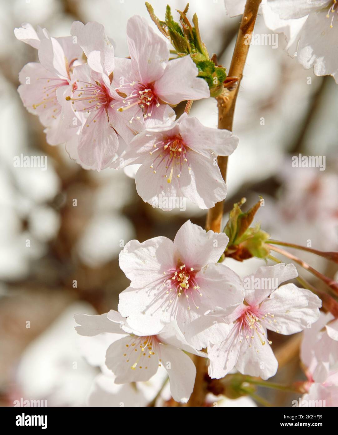 Kirschblüte im März Stockfoto