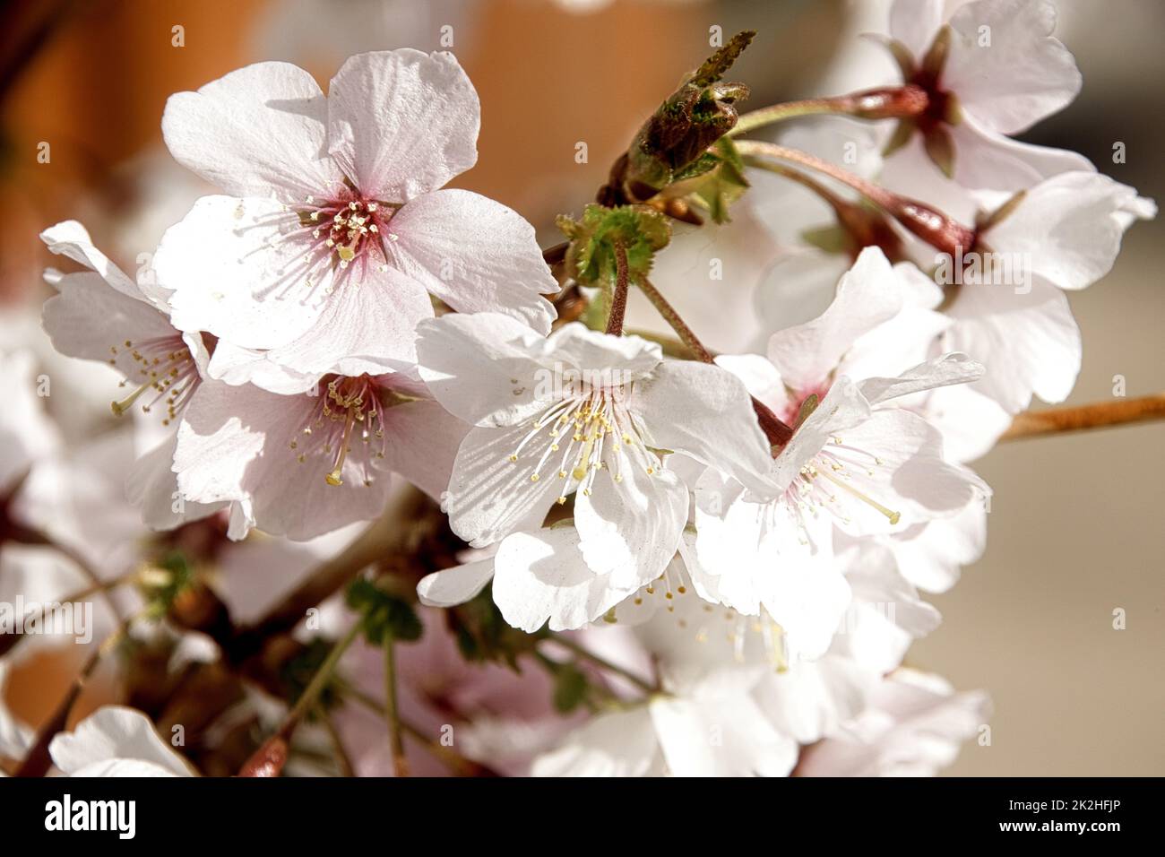 Kirschblüte im März Stockfoto