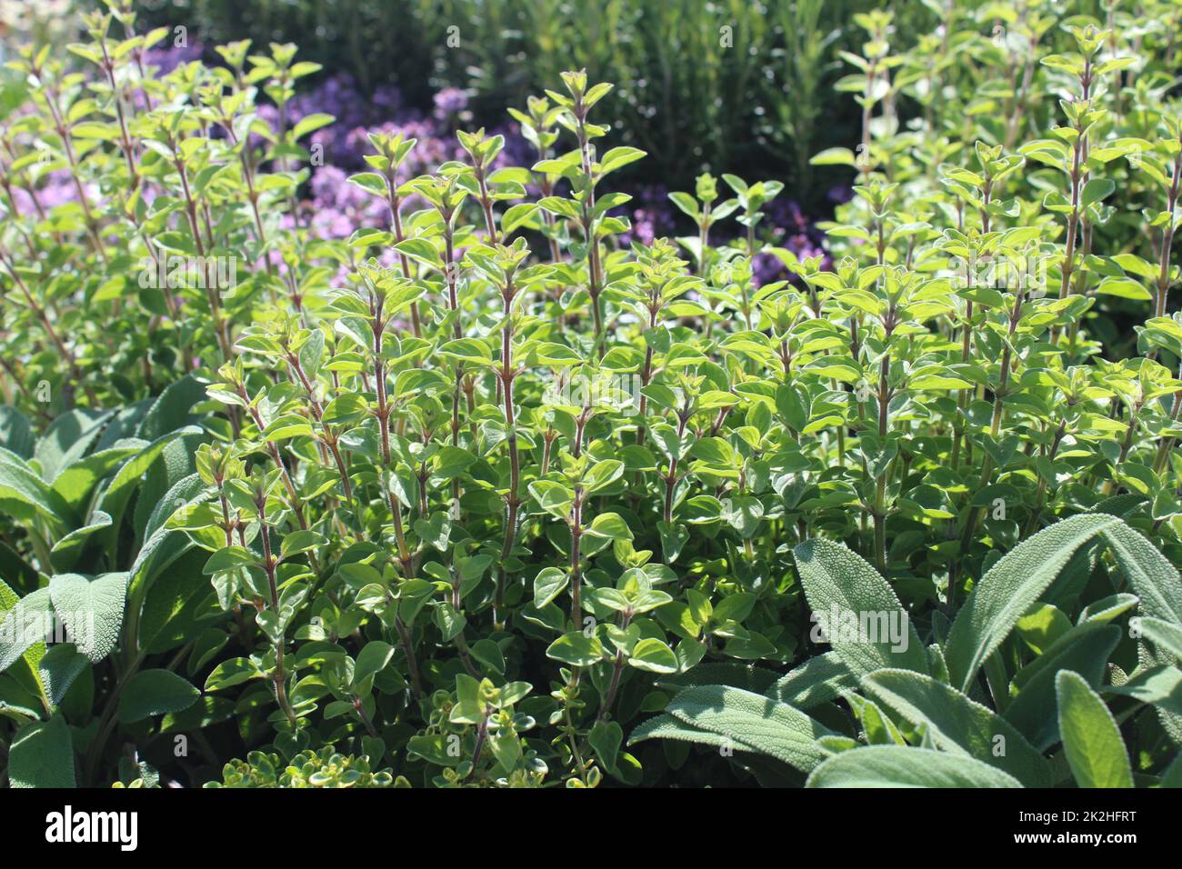 Thymian, Salbei, Orangano und Rosmarin im Kräutergarten Stockfoto