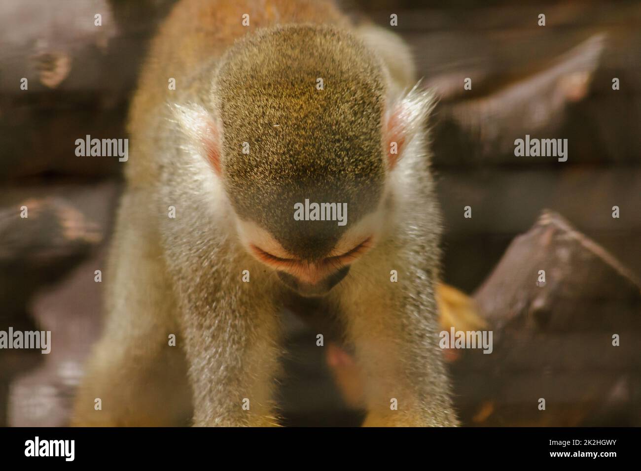 Saimiri sciureus in einem Käfig ist ein kleiner Affe, der in Südamerika gefunden wird. Stockfoto