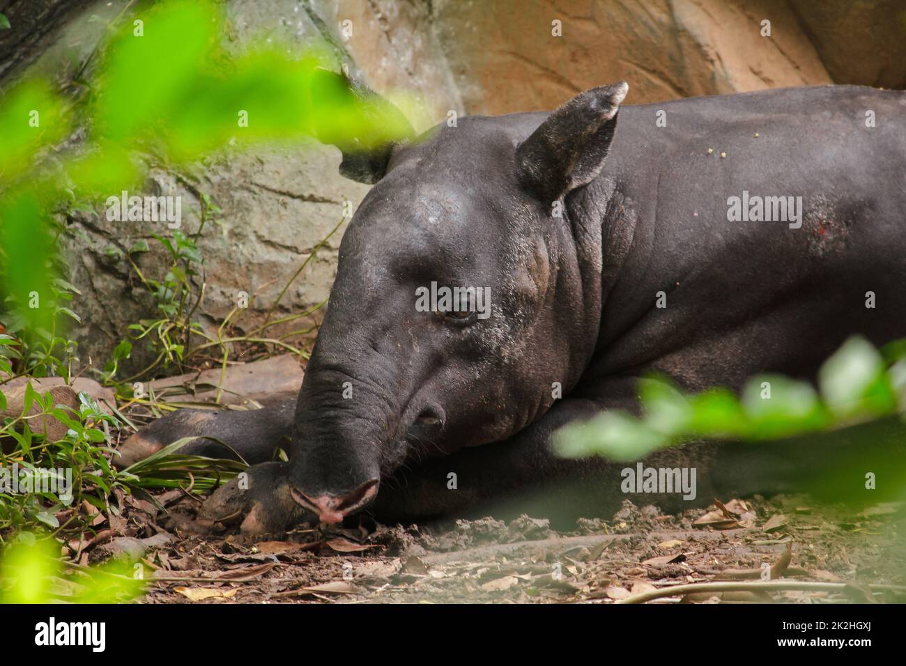Malaiischer Tapir schläft auf dem Boden als großes Säugetier eines einzigen Hufes Stockfoto