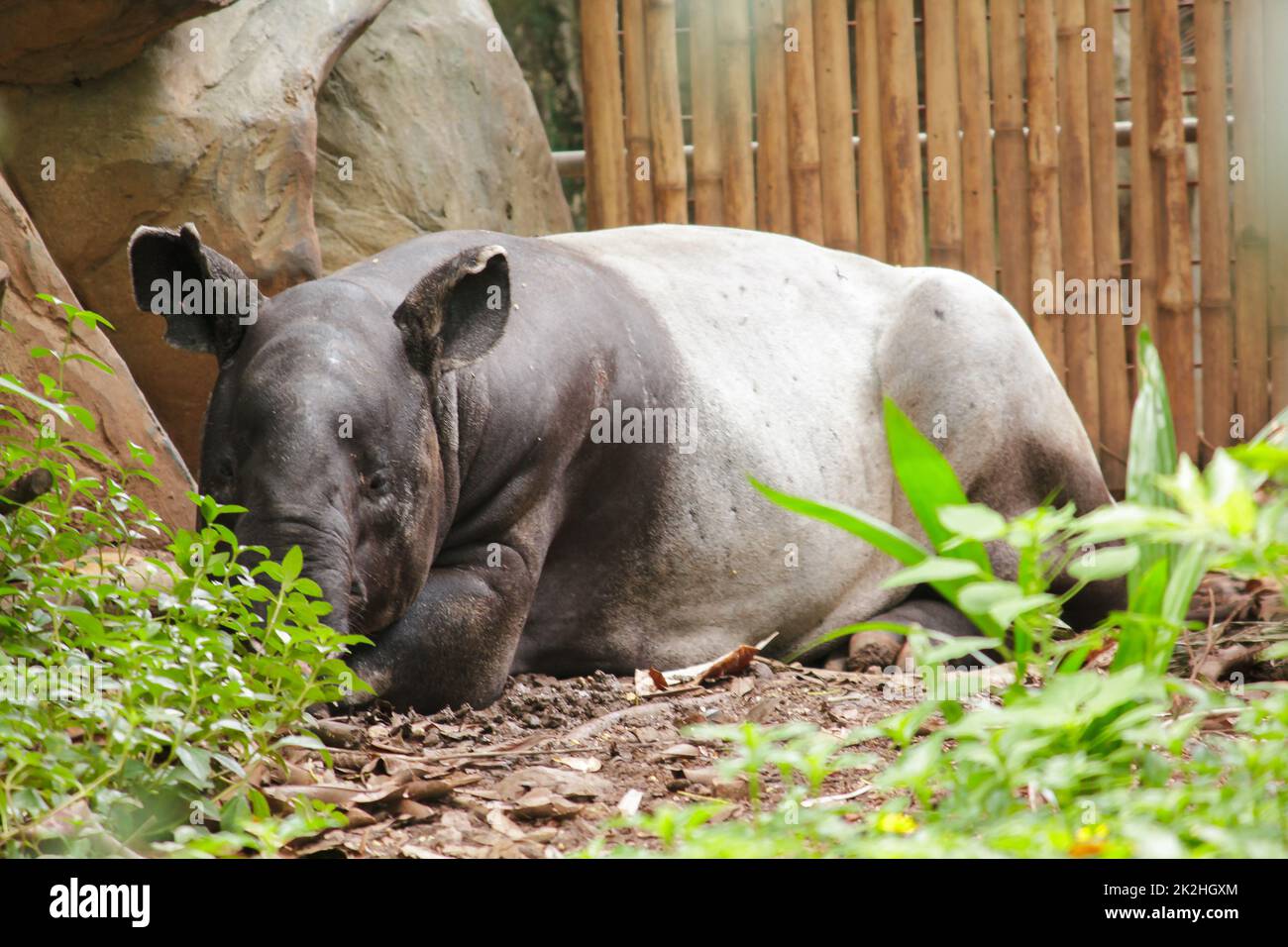 Malaiischer Tapir schläft auf dem Boden als großes Säugetier eines einzigen Hufes Stockfoto