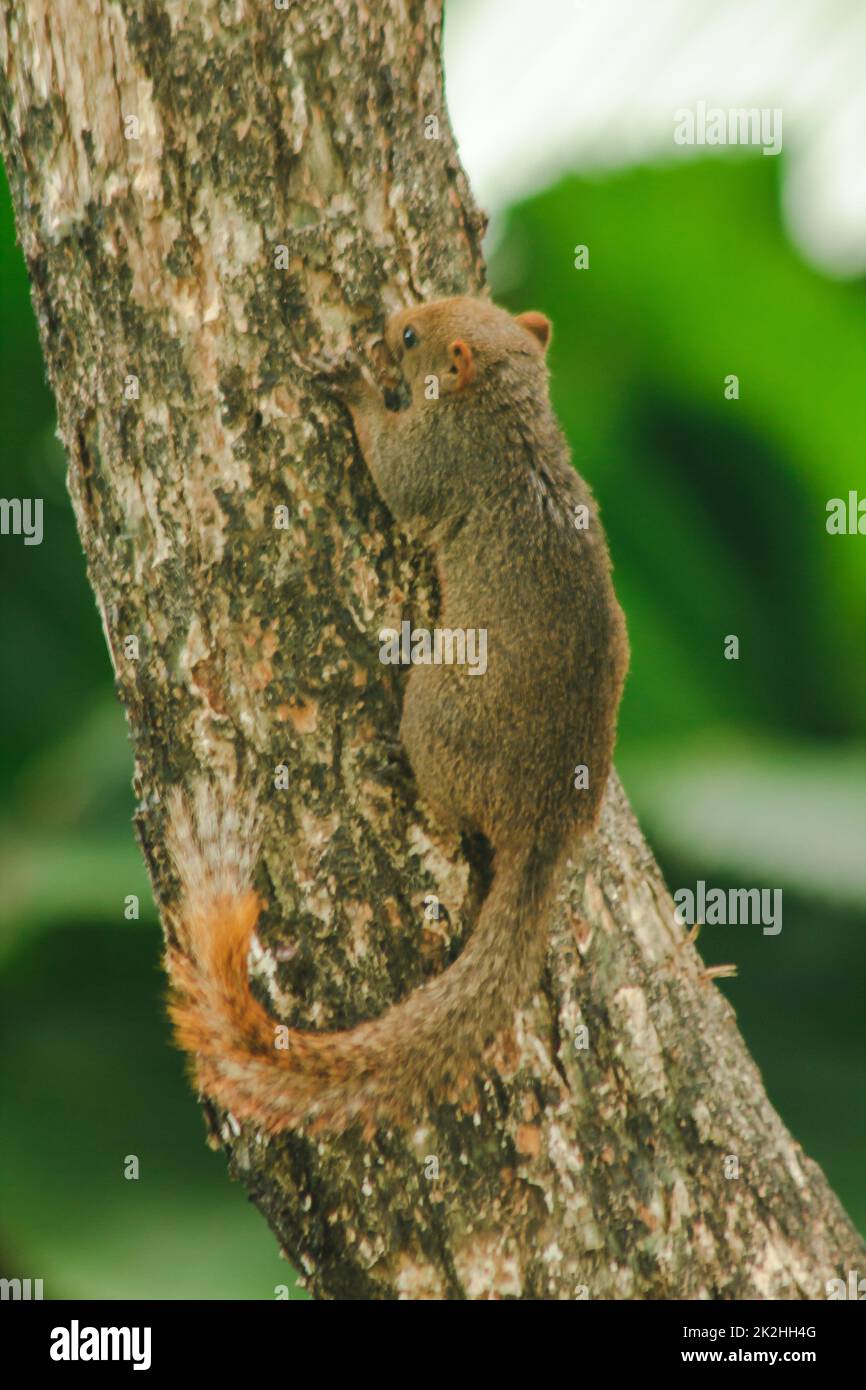 Eichhörnchen klettert Bäume ist ein Tier, ein Säugetier hat eine kleine Körpergröße Shaggy über den gesamten Körper Stockfoto
