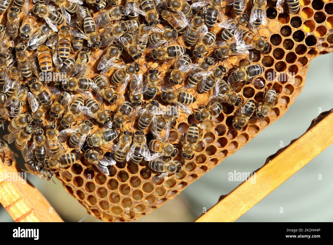 Ein paar Honigbienen in einem Bienenstock Stockfoto