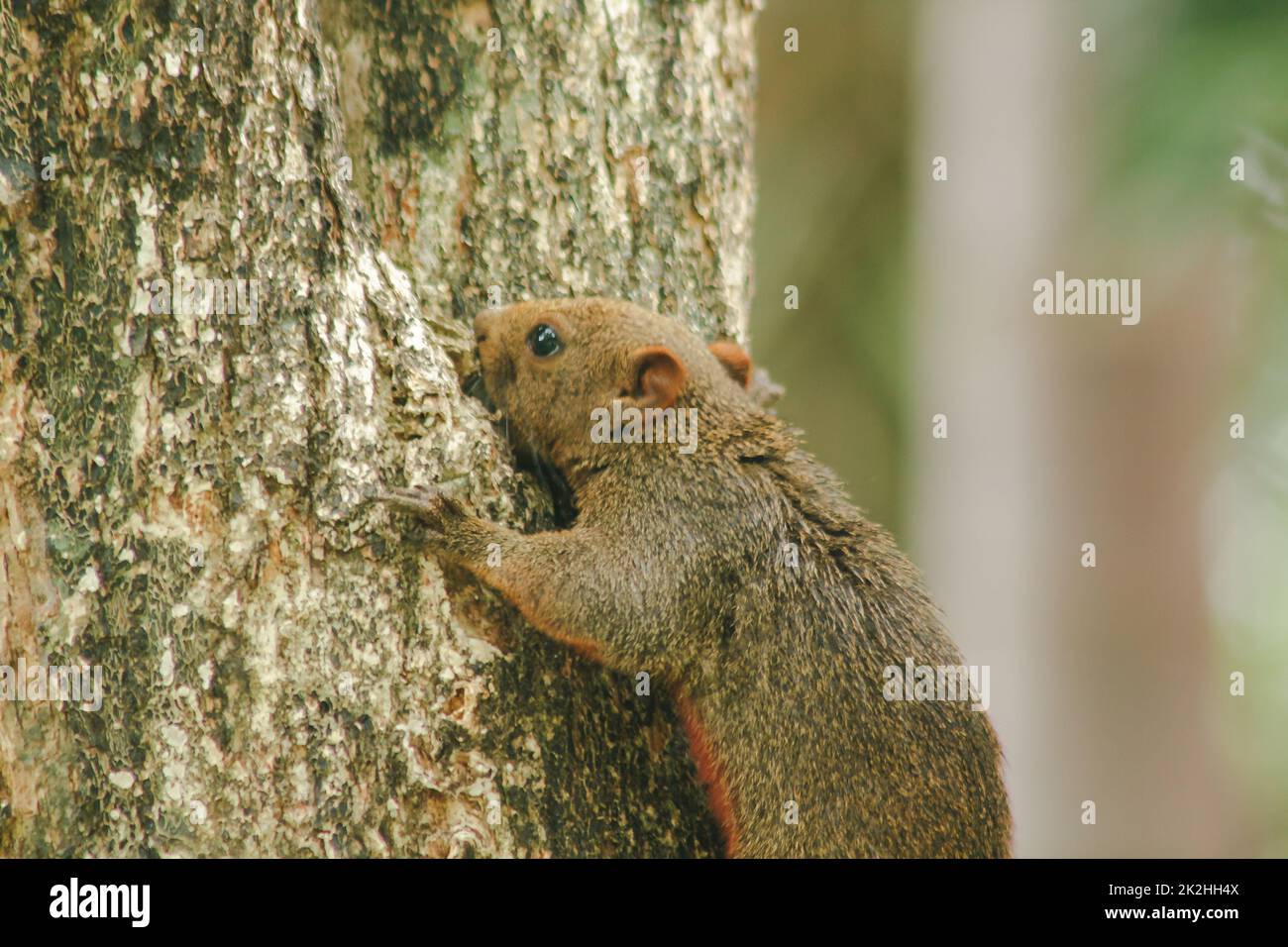 Eichhörnchen klettert Bäume ist ein Tier, ein Säugetier hat eine kleine Körpergröße Shaggy über den gesamten Körper Stockfoto