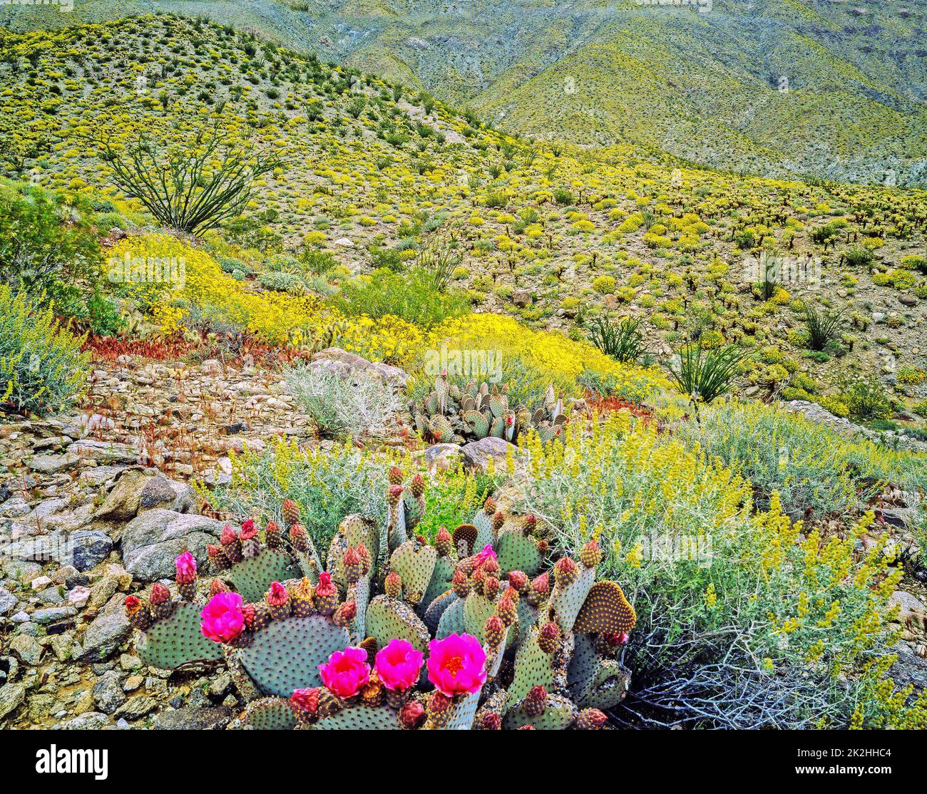 Blühende Wüste, Anza-Borego, Kalifornien Stockfoto