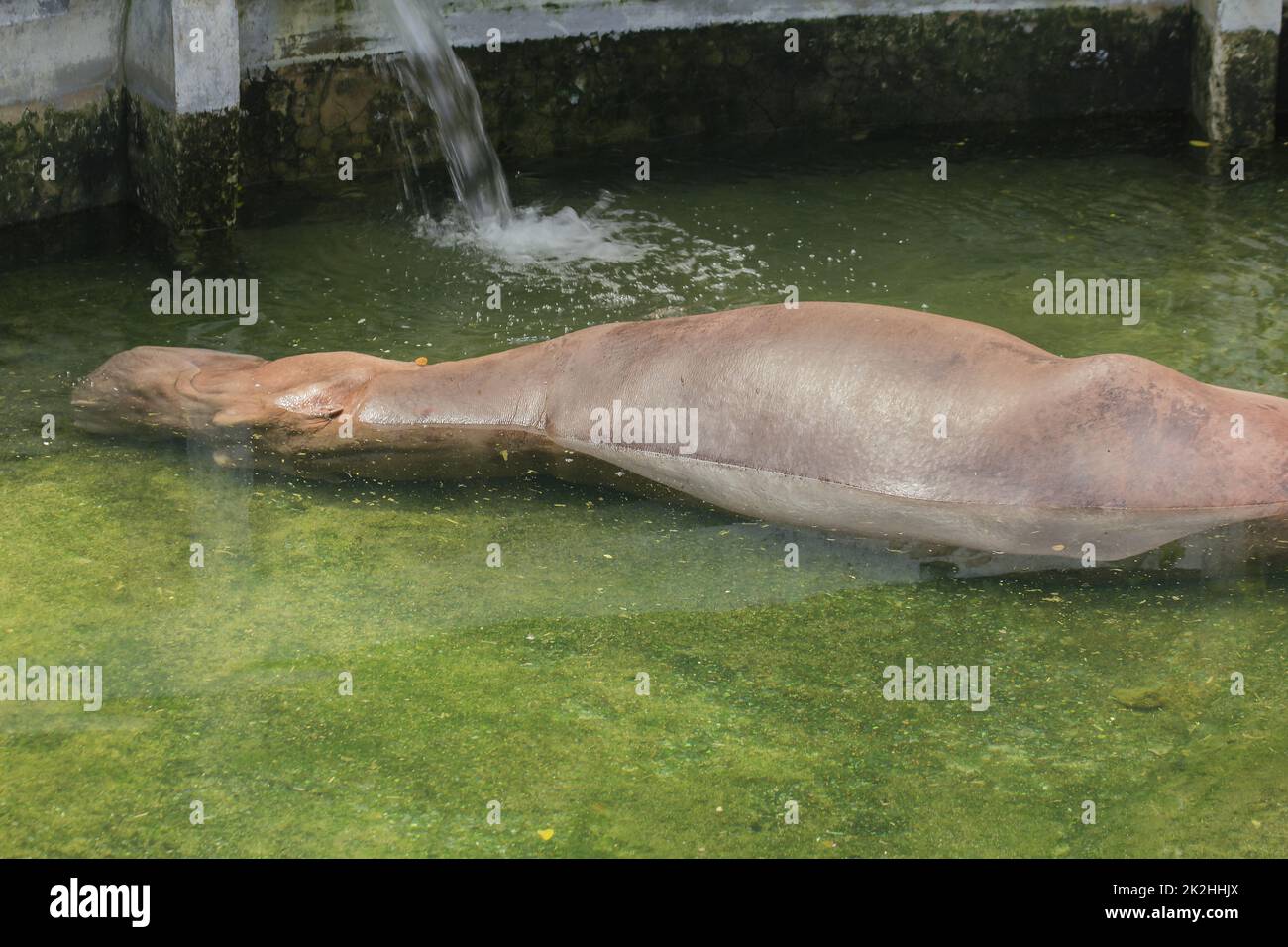 Nilpferd, der im Zoo mit Ruhe in Wasser getränkt ist Stockfoto