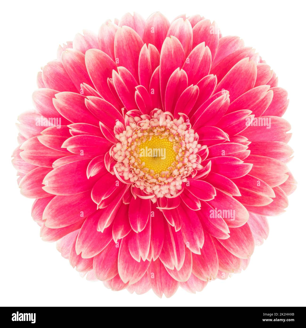 Wunderschöne rote Gerbera (Daisy) isoliert auf weißem Hintergrund, einschließlich Schnittpfad. Stockfoto