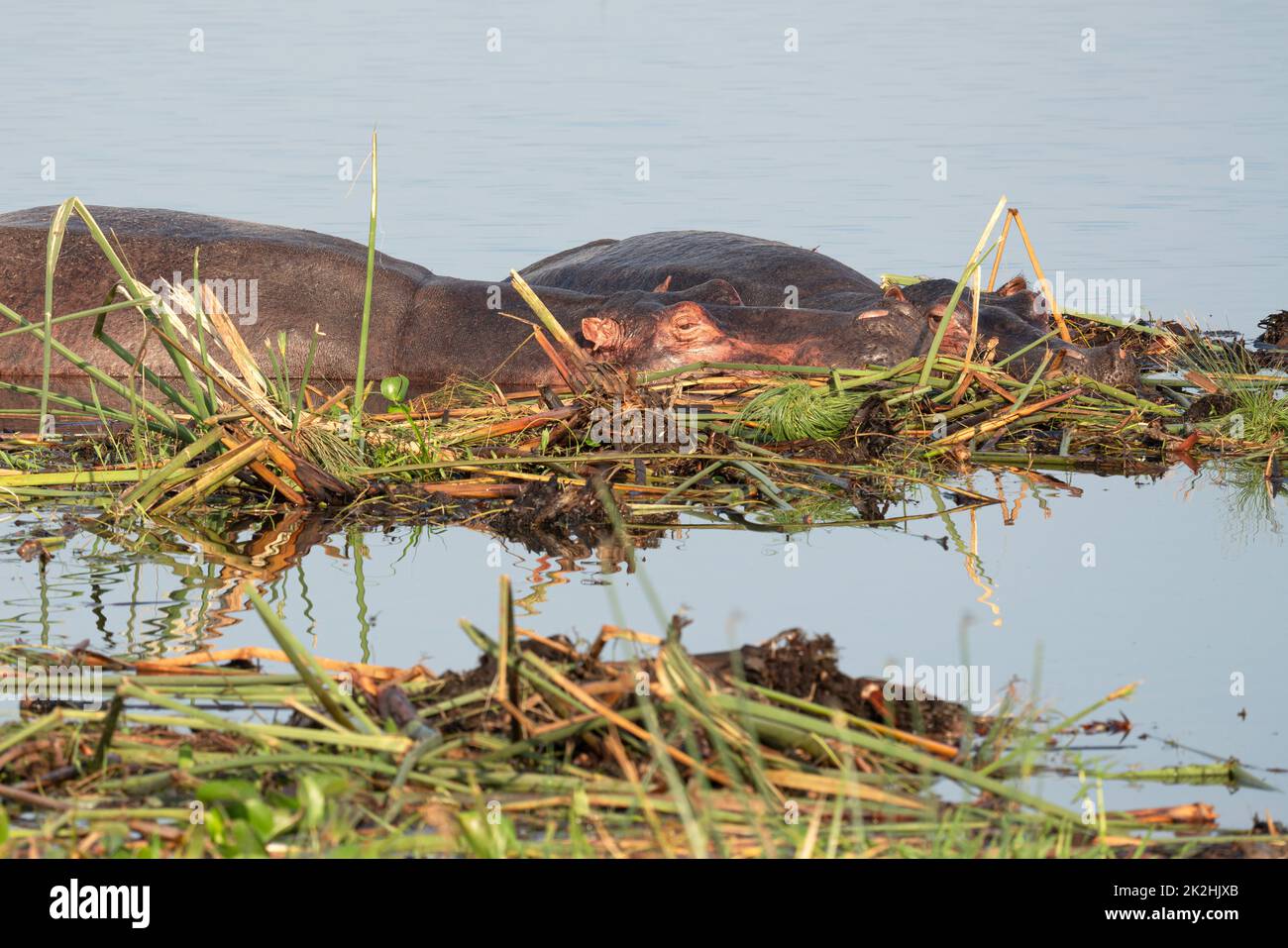 Nilpferd, Hippopotamus amphibius Stockfoto