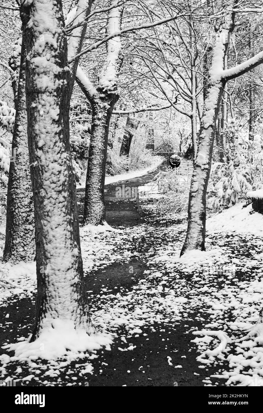 Schneelandschaft mit schneebedeckten Bäumen auf beiden Seiten des Weges, die den Weg zu einem runden Ort - Freizeitbereich markiert. Vergnügungsgebiet in einem Park, Schwarzweißfotografie Stockfoto