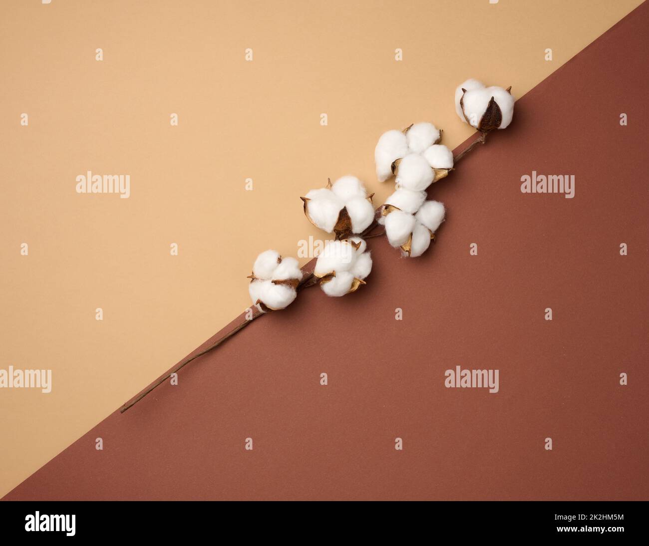 Baumwollblume auf braunem Papierhintergrund, oben. Minimalismus flache Lay-Komposition Stockfoto