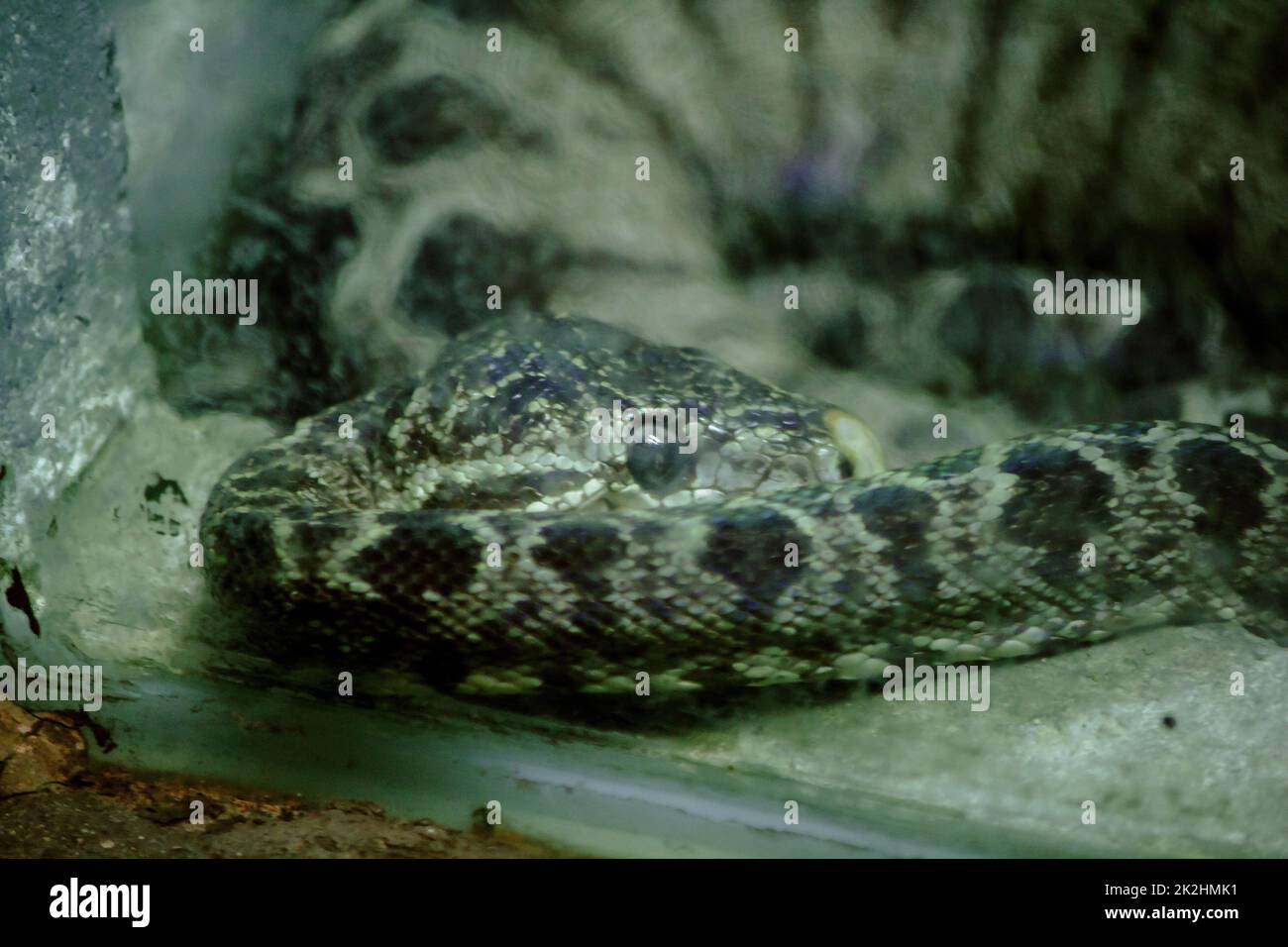 Amazonlan Tree Boa Snake ist eine nicht giftige Schlange, die in Südamerika gefunden wird. Stockfoto