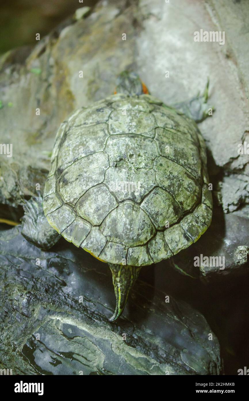 Trachemys scripta ist auf einem Felsen EINE Süßwasserschildkröte ist in Nordamerika heimisch. Stockfoto Trachemys scripta ist auf einem Felsen EINE Süßwasserschildkröte ist in Nordamerika heimisch. Stockfoto