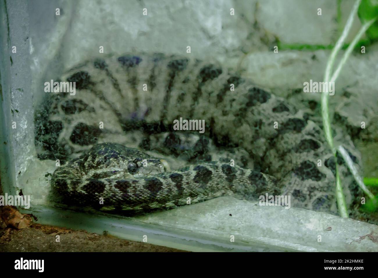 Amazonlan Tree Boa Snake ist eine nicht giftige Schlange, die in Südamerika gefunden wird. Stockfoto