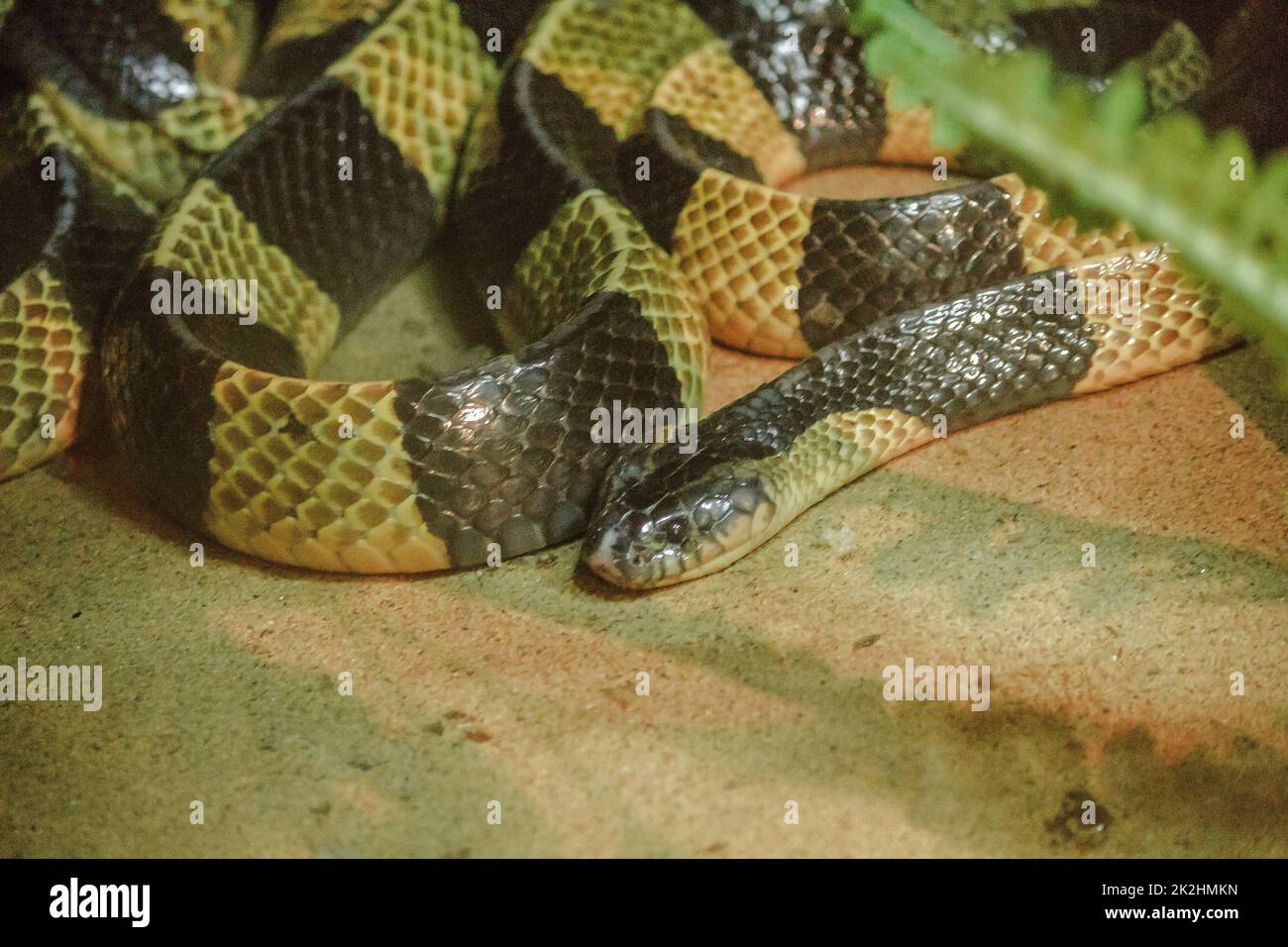 Bungarus fasciatus ist eine Art giftige Schlange. Gefunden in Südostasien bis Ostasien Stockfoto