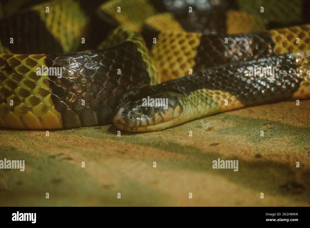 Bungarus fasciatus ist eine Art giftige Schlange. Gefunden in Südostasien bis Ostasien Stockfoto