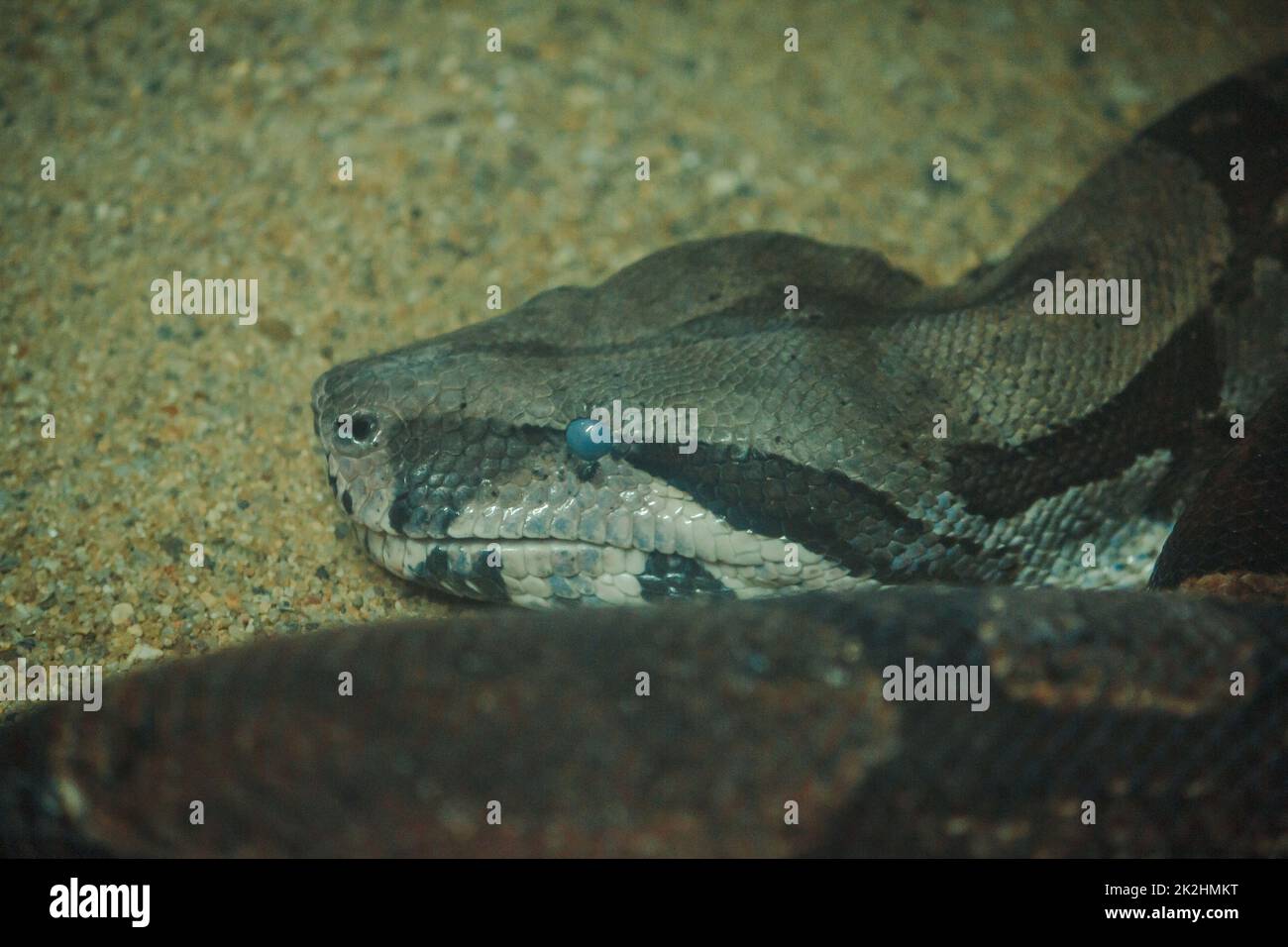 Die Boa Constrictor ist eine wunderschöne Schlange. Die in den Tropen Nord- und Südamerikas zu finden sind Stockfoto