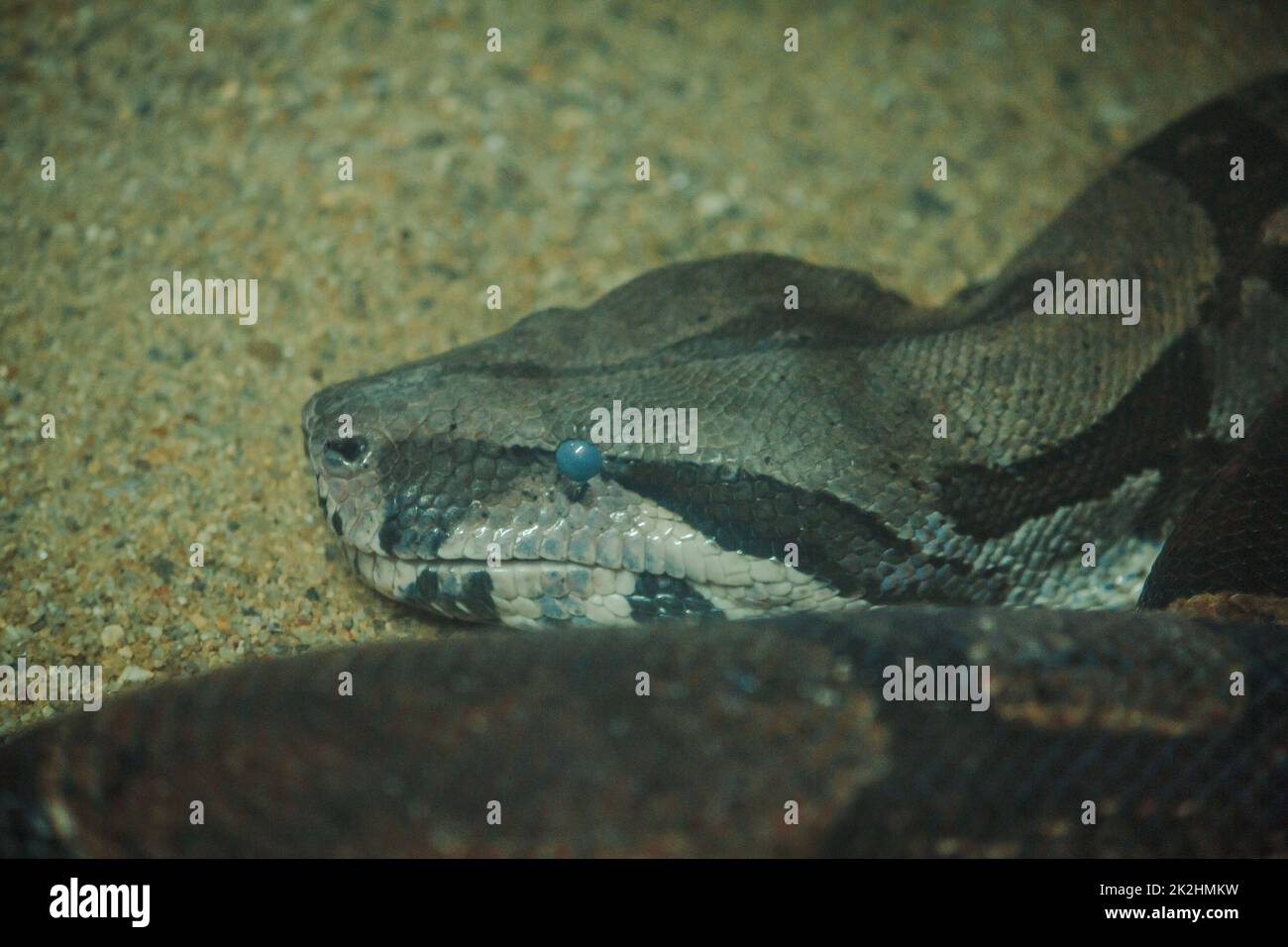 Die Boa Constrictor ist eine wunderschöne Schlange. Die in den Tropen Nord- und Südamerikas zu finden sind Stockfoto