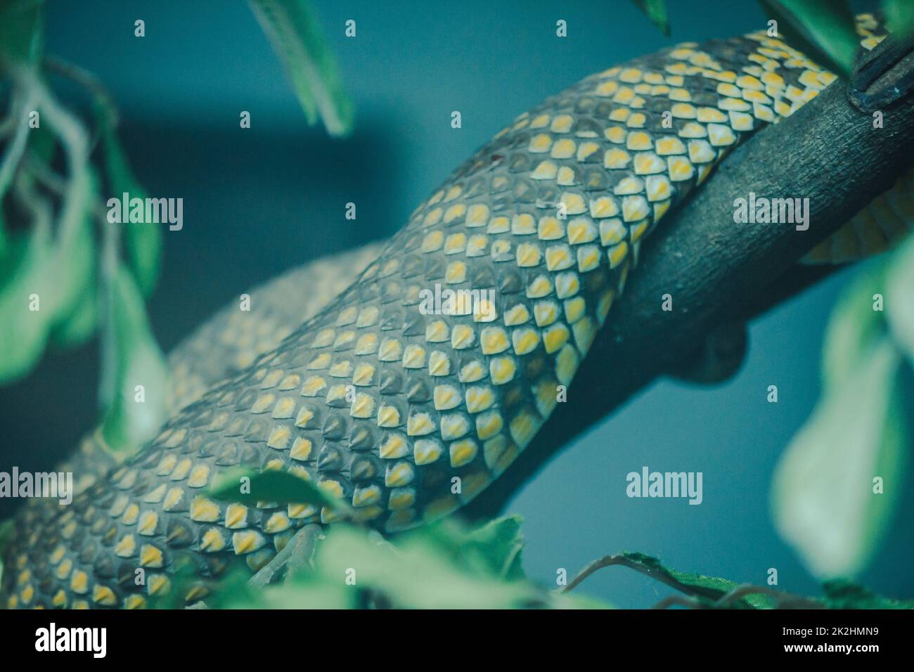 Die Haut der Mangrovenviper ist gelb mit schwarzen Flecken und ziemlich verteilt. Stockfoto