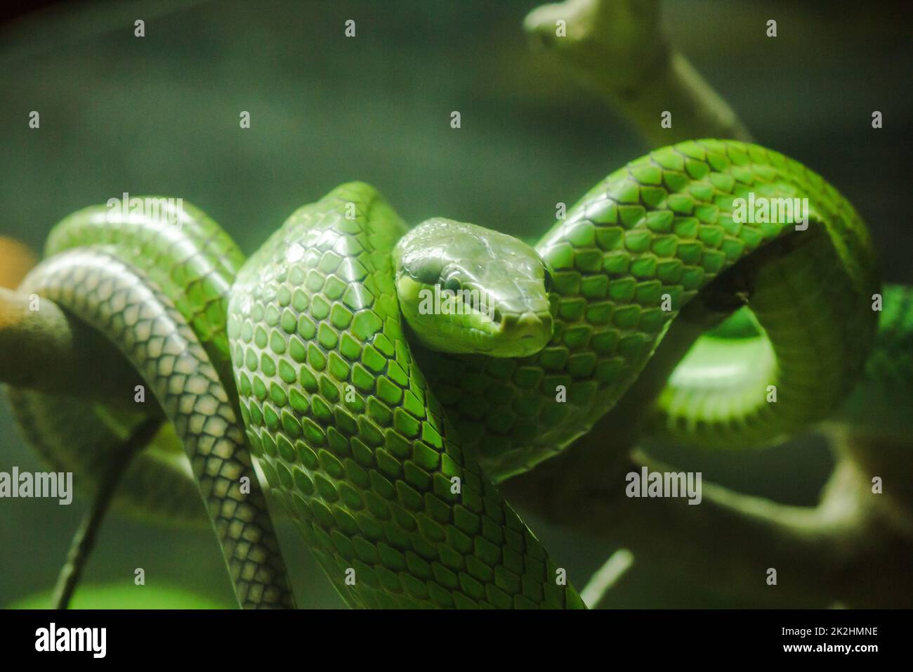 Gonyosoma oxycapalum, grüner Körper und Kopf und Körper und hat eine blaue zweispitzige Zunge Stockfoto