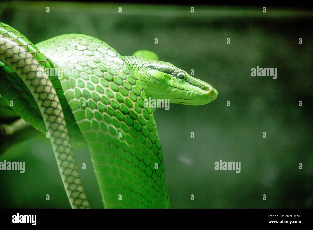 Gonyosoma oxycapalum, grüner Körper und Kopf und Körper und hat eine blaue zweispitzige Zunge Stockfoto