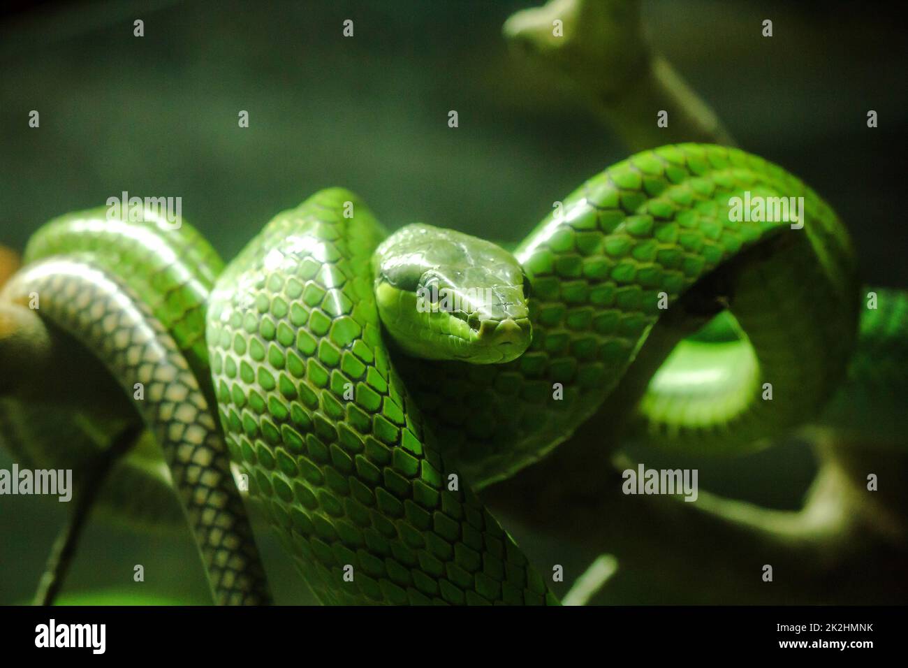 Gonyosoma oxycapalum, grüner Körper und Kopf und Körper und hat eine blaue zweispitzige Zunge Stockfoto