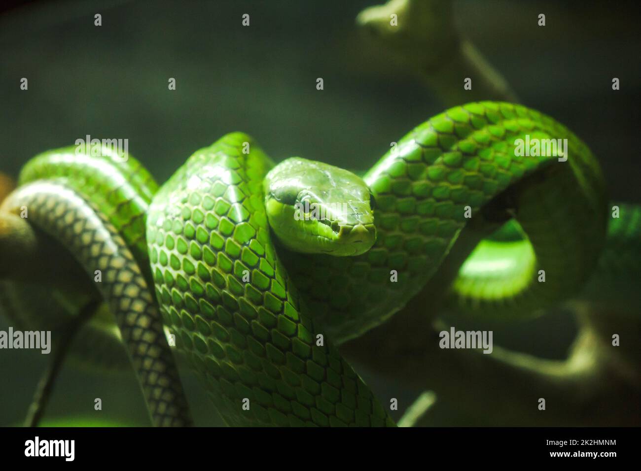 Gonyosoma oxycapalum, grüner Körper und Kopf und Körper und hat eine blaue zweispitzige Zunge Stockfoto