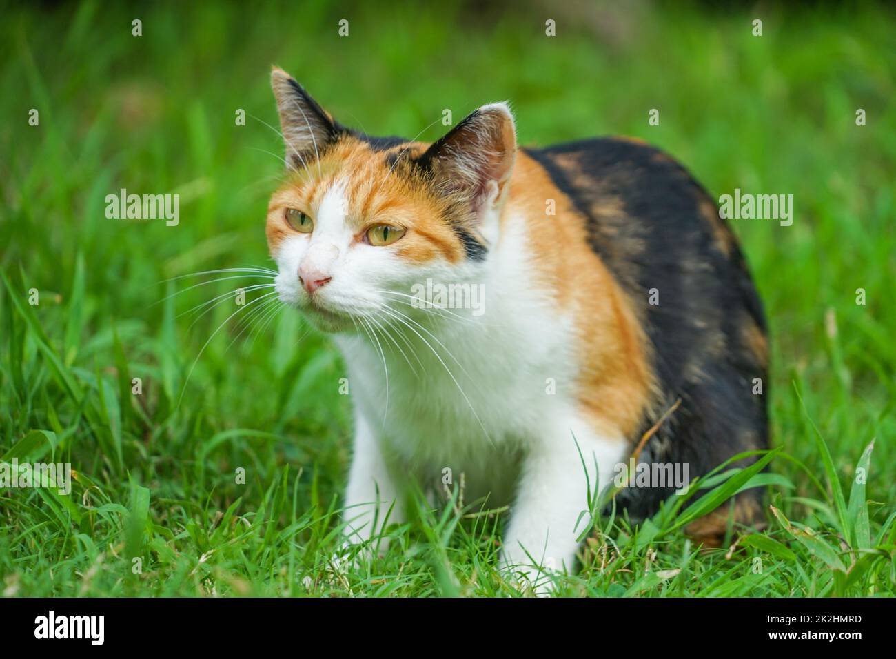 Tortoiseshell Katze in der Prärie eingebettet Stockfoto