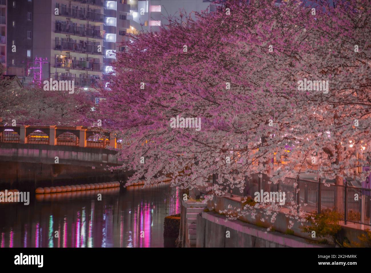 Ookigawa Promenadenabend Sakura Bild Stockfoto