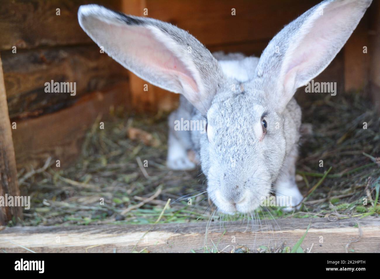 Kaninchen zu Hause im Kaninchenkäfig züchten. Stockfoto