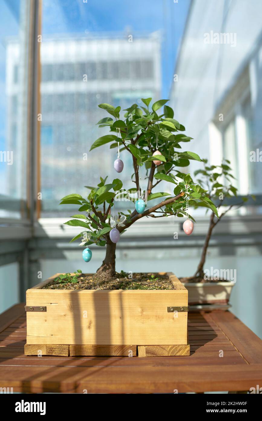 Decorated bonsai tree -Fotos und -Bildmaterial in hoher Auflösung – Alamy