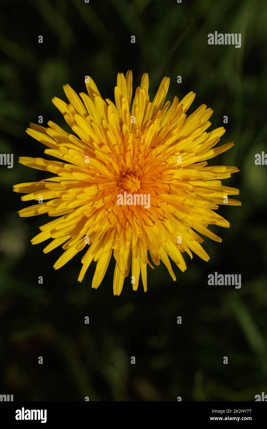 Frühlingsblumen-Nahaufnahme in Löwenzahngelb Stockfoto