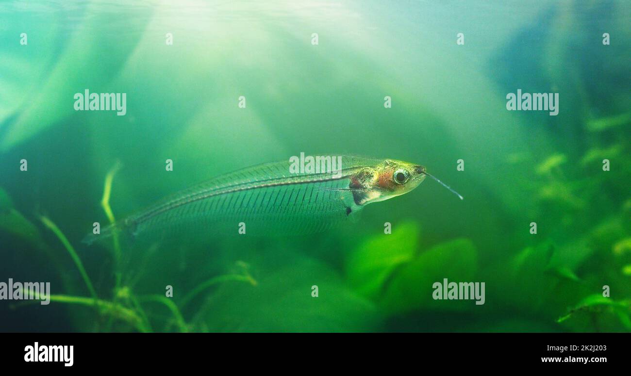 Wir stellen vor: Der Glaswels. Aufnahme exotischer Fische in einem Aquarium. Stockfoto