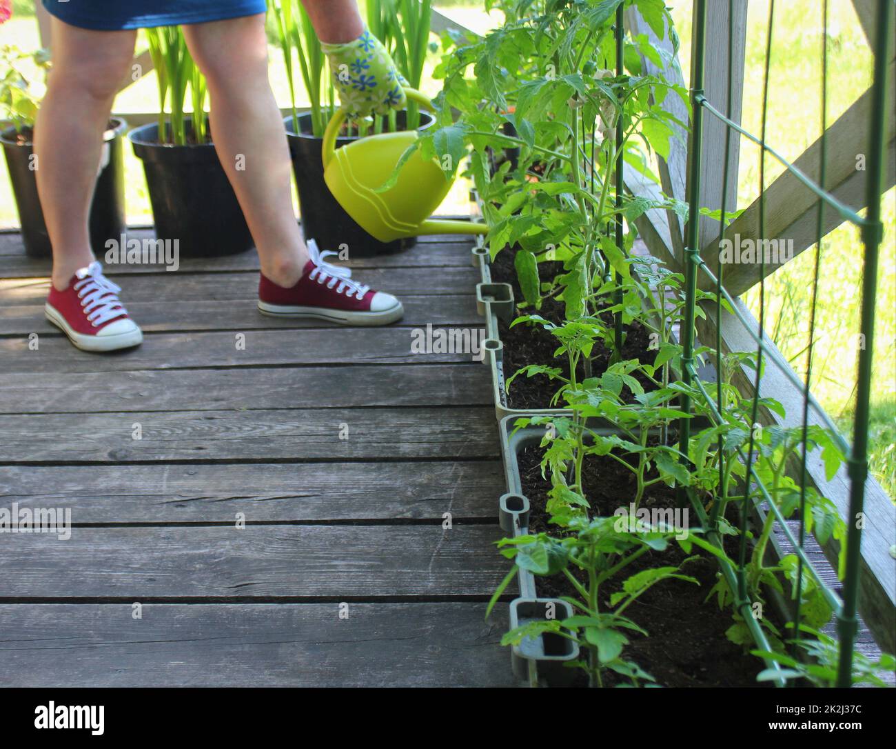 Frauen Gärtner Bewässerung von Pflanzen. Container Gemüse im Garten arbeiten. Gemüsegarten auf Terrasse. Blume, Tomaten wachsen in Container Stockfoto